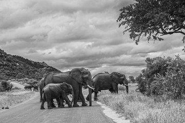 African bush elephant small herd crossing the road in Kruger National park, South Africa ; Specie Loxodonta africana family of Elephantidae