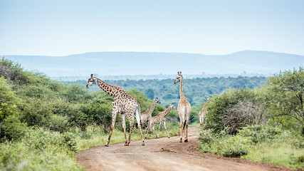 Giraffe couple meeting in scenery Kruger National park, South Africa   Specie Giraffa camelopardalis family of Giraffidae © PACO COMO