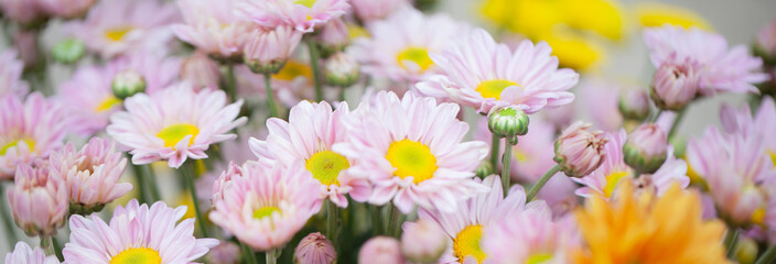 Fototapeta premium Colorful flowers chrysanthemum for background,Abstract,texture,Soft and Blurred style.postcard.