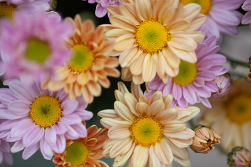 Colorful flowers chrysanthemum for background,Abstract,texture,Soft and Blurred style.postcard.