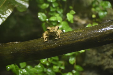 żaba © PAWEL