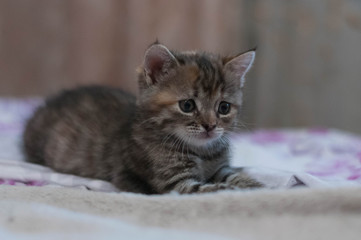 cute brown and red tabby kitten sitting on blurred background and white blanket at home