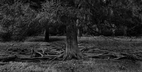 Alter Baum mit oberirdischen Wurzeln