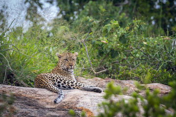 Leopard lying down on rock in Kruger National park, South Africa ; Specie Panthera pardus family of Felidae