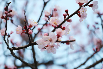 日本の春に咲く梅の花