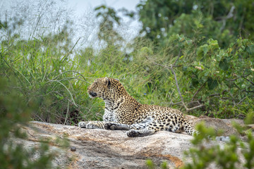 Leopard lying down on rock in Kruger National park, South Africa ; Specie Panthera pardus family of Felidae