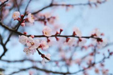 日本の春に咲く梅の花