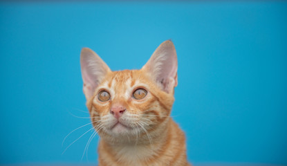 cat on a blue background in sunlight. cat in the sky. a pet. beautiful kitten. place for text