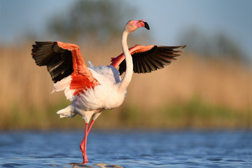Flamingo waving wings - obrazy, fototapety, plakaty