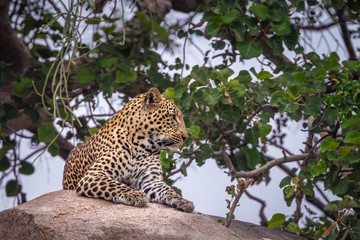 Leopard lying down on rock in Kruger National park, South Africa ; Specie Panthera pardus family of Felidae