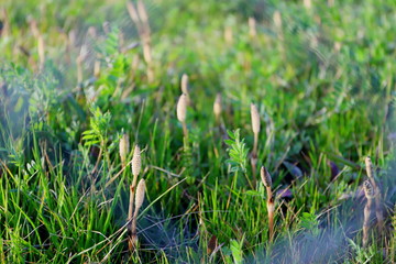 日本の春　河川敷に咲く土筆（ツクシ）