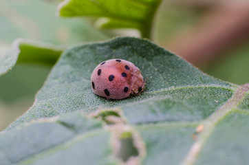 red ladybug closeup on green leaf 