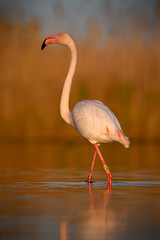 Flamingo walking