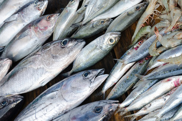 Street market with fresh fish. Display with tuna, sardines and prawns. Seafood counter at Sri Lanka, Weligama.