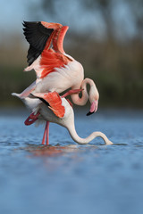 Flamingo couple mating © PetrDolejsek