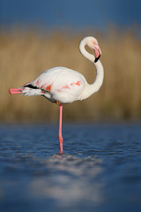 Flamingo