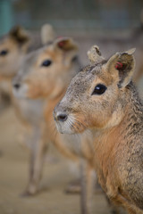 Obraz premium マーラ