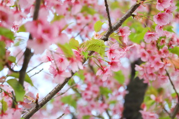 日本の春に咲く桃色の河津桜