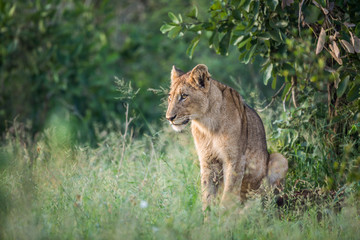 Naklejka na ściany i meble Young African lion sitting in Kruger National park, South Africa