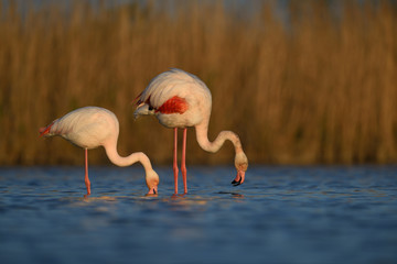 Flamingo couple drinking