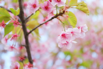 日本の春に咲く桃色の河津桜
