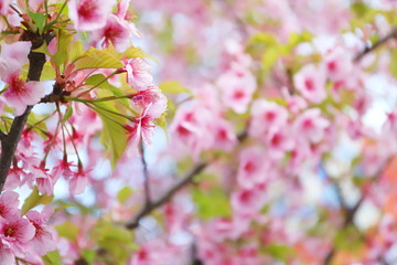 日本の春に咲く桃色の河津桜