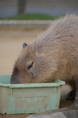 餌を食べるカピバラ