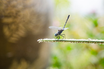 blue dargonfly on grass show up tail