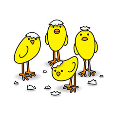 Four Cute Freshly Hatched Staring Yellow Chicks