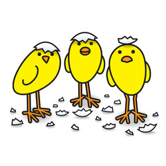 Three Cute Freshly Hatched Staring Yellow Chicks