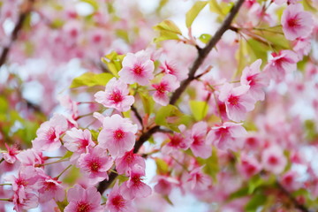 Fototapeta na wymiar 日本の春に咲く桃色の河津桜
