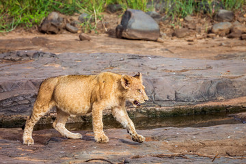 Young African lion walking on rocks in Kruger National park, South Africa ; Specie Panthera leo family of Felidae