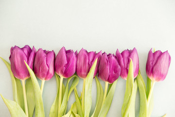 pink tulips on a light background