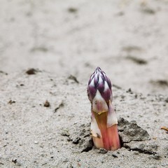 Ernte von frischem Spargel auf dem Feld