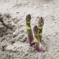 Ernte von frischem Spargel auf dem Feld