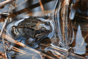 Frosch im Wasser