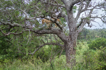 African lioness in a tree in Kruger National park, South Africa ; Specie Panthera leo family of Felidae