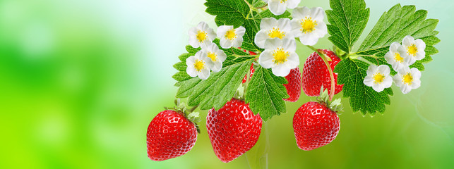 tasty fresh red strawberry