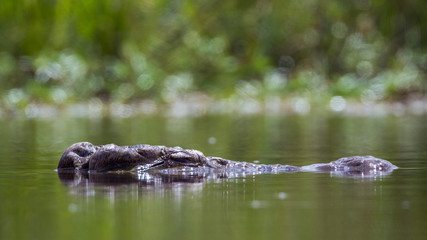 Nile crocodile head in surface level in Kruger National park, South Africa
