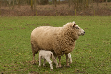 Naklejka na ściany i meble Ewe suckles lambs in meadow