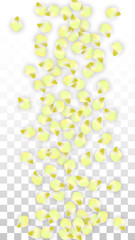 Vector Realistic Pink Petals Falling on Transparent Background.  Spring Romantic Flowers Illustration. Flying Petals. Sakura Spa Design. Blossom Confetti.