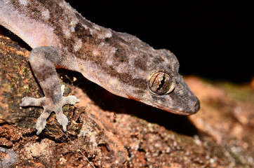 Gekko