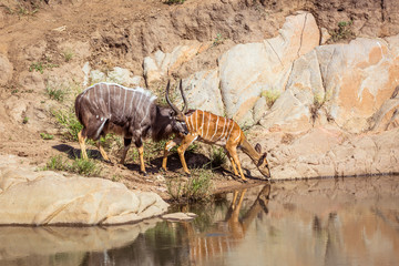 Nyala couple drinking in waterhole in Kruger National park, South Africa ; Specie Tragelaphus angasii family of Bovidae