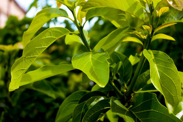green leaves of a tree