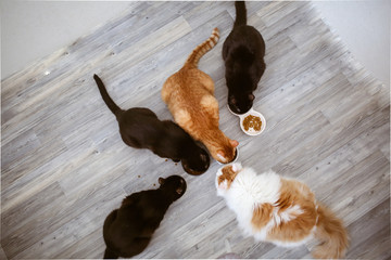 several cats are eaten from bowl on light floor