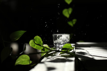 a glass of water on a dark background among the green leaves. Spilled Water from Glass. drops of water on a black background. Eco concept