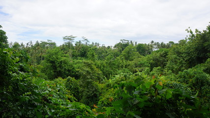 Fototapeta na wymiar Forêt tropicale