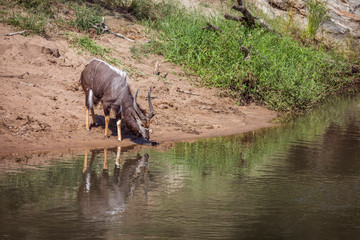 Nyala male drinking in waterhole in Kruger National park, South Africa ; Specie Tragelaphus angasii family of Bovidae