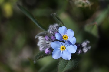endemic flower varieties.artvin/savsat/turkey