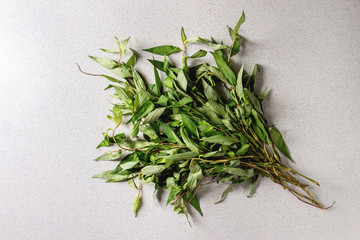 Bunch of Vietnamese oregano greens over grey spotted background. Flat lay, space.